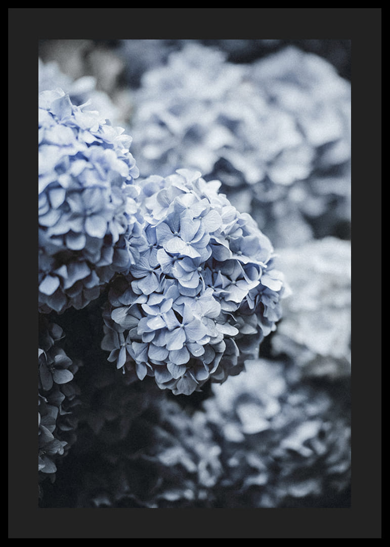 Fotografía de primer plano de flores de hortensia azul con luz suave.-12
