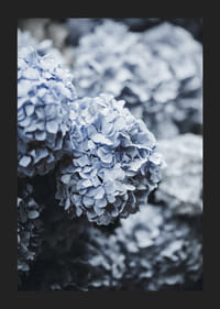Fotografía de primer plano de flores de hortensia azul con luz suave.-5