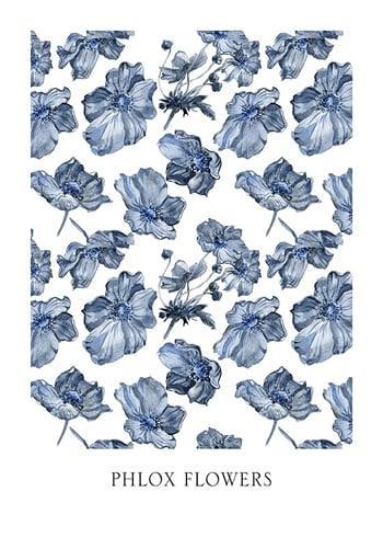 Poster Phlox Flowers