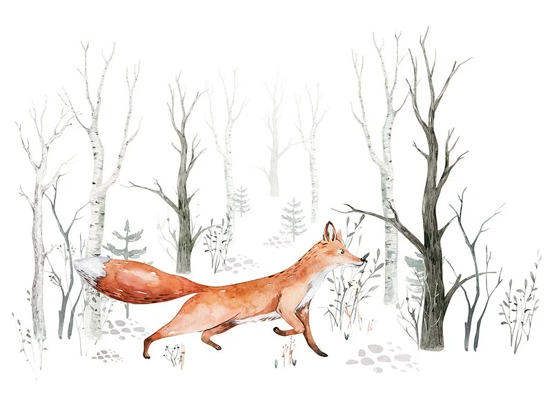 Akvarellillustration av räv som går bland ljusa björkstammar-12