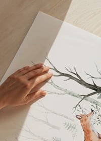 Watercolor illustration of fox walking among bright birch trunks-3