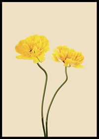 Two yellow tulips with long stems against beige background-6