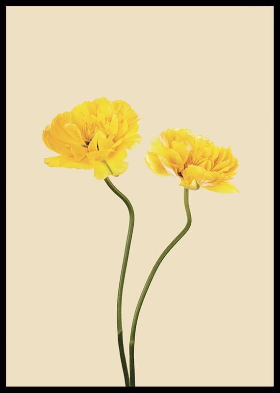 Yellow Tulips-12