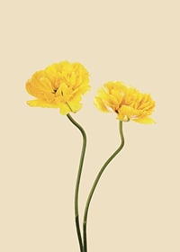 Two yellow tulips with long stems against beige background-7