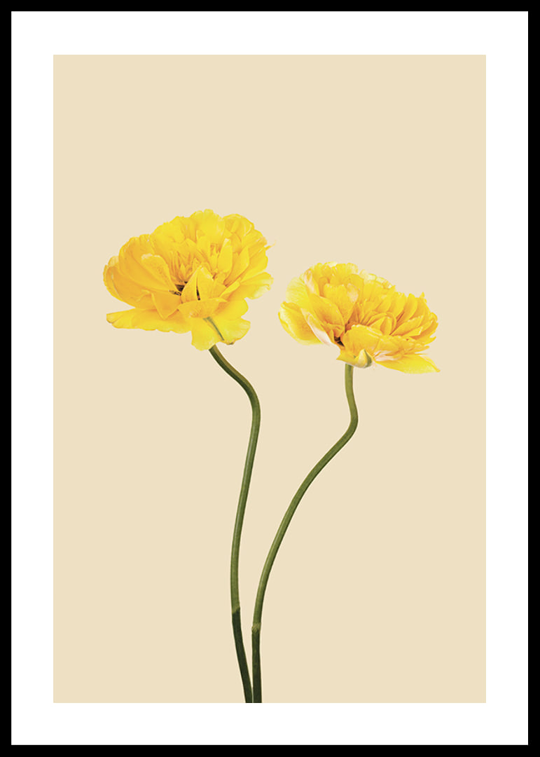 Two yellow tulips with long stems against beige background-12