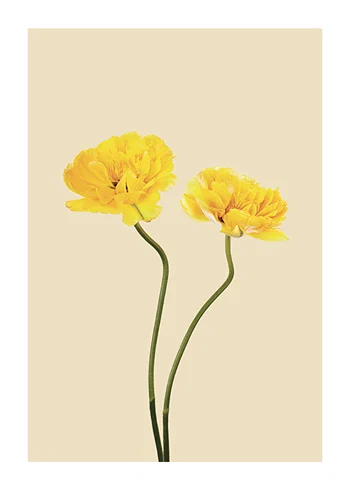Poster Yellow Tulips