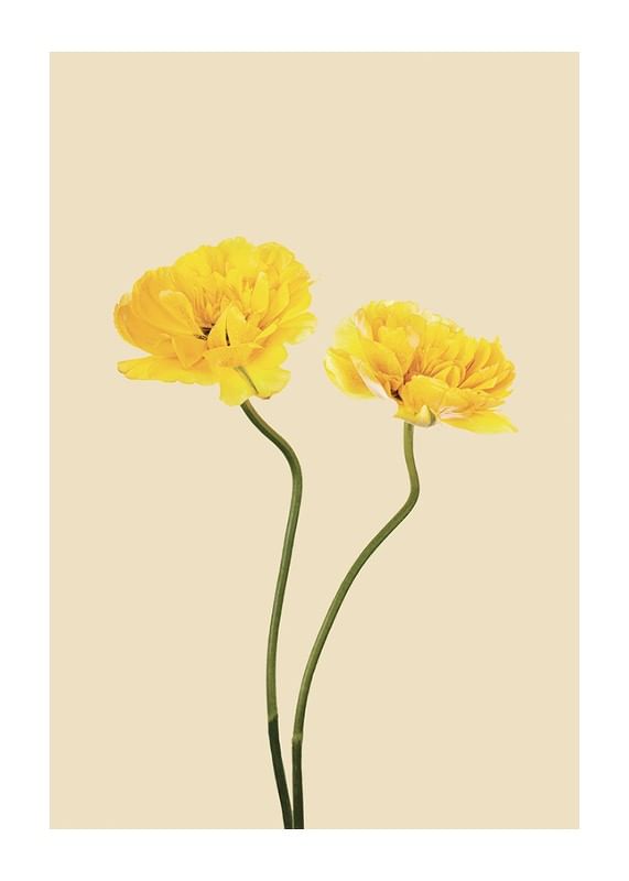 Yellow Tulips-12