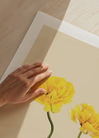Two yellow tulips with long stems against beige background-9