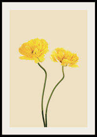 Två gula tulpaner med långa stjälkar mot beige bakgrund-2