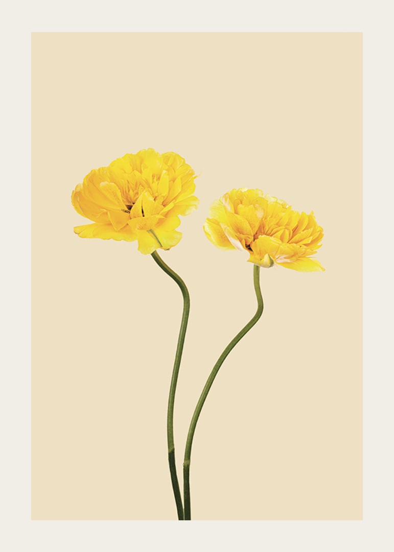 Two yellow tulips with long stems against beige background-12