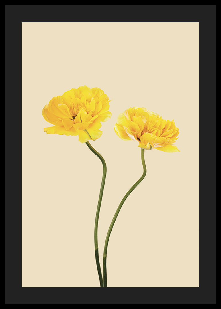 Two yellow tulips with long stems against beige background-12