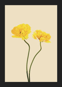 Två gula tulpaner med långa stjälkar mot beige bakgrund-5