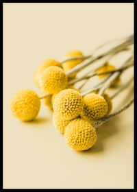 Drumstick Flowers-2