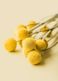 Drumstick Flowers-3