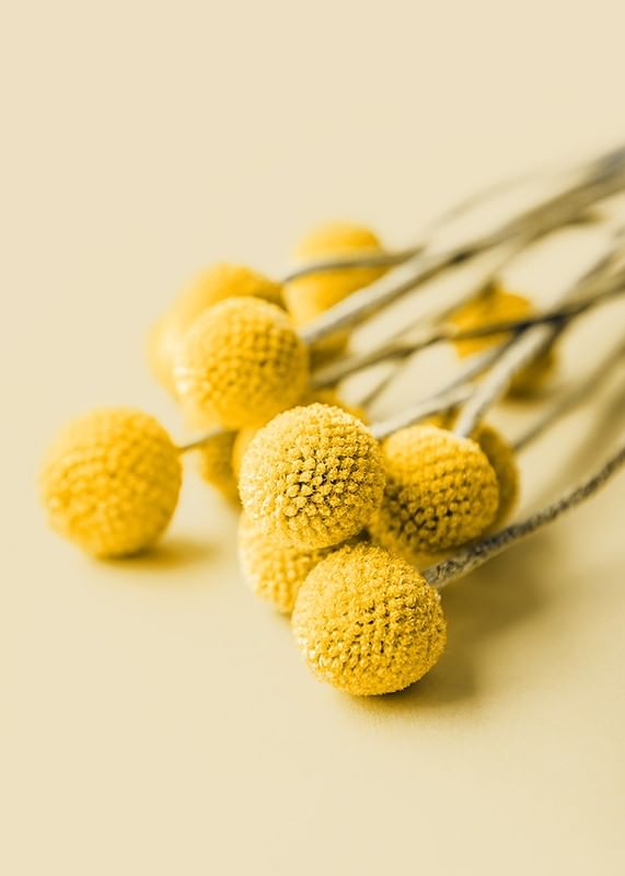Drumstick Flowers-12