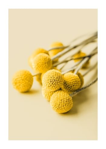 Poster Drumstick Flowers