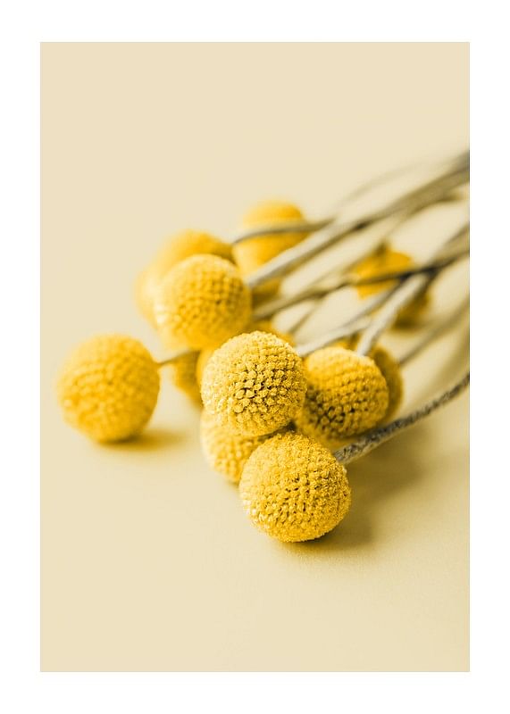 Drumstick Flowers-12