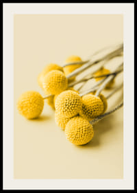 Close-up of yellow craspedia flowers against beige background-2