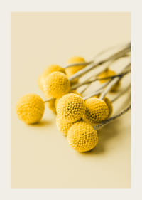 Close-up of yellow craspedia flowers against beige background-3
