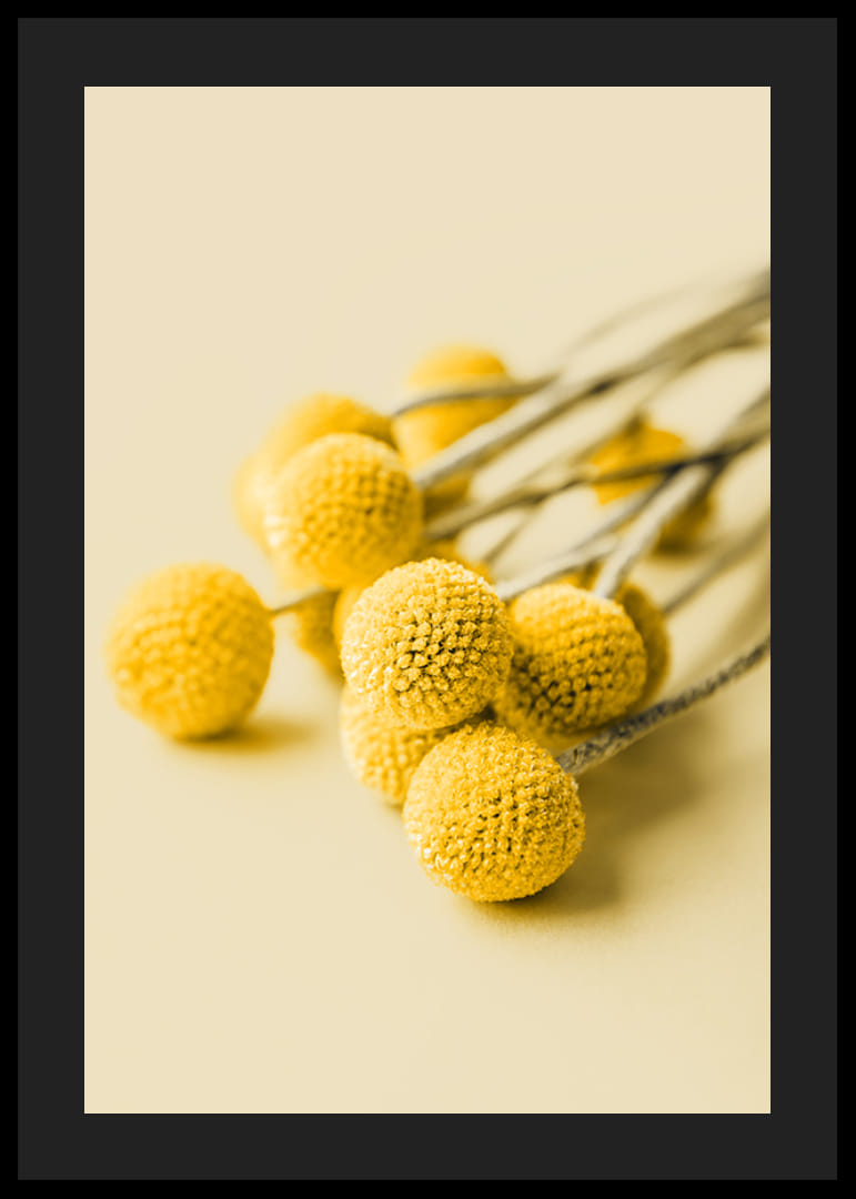 Close-up of yellow craspedia flowers against beige background-12