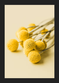 Close-up of yellow craspedia flowers against beige background-5