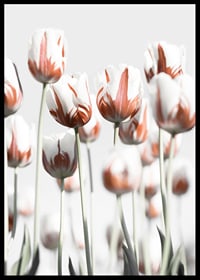 Fotografische weiße Tulpen mit roten Akzenten vor hellem Hintergrund-6