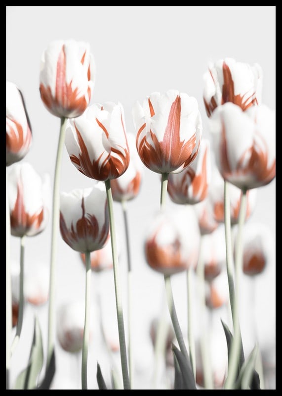 Fotografische weiße Tulpen mit roten Akzenten vor hellem Hintergrund-12