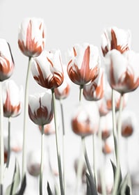 Fotografische weiße Tulpen mit roten Akzenten vor hellem Hintergrund-7