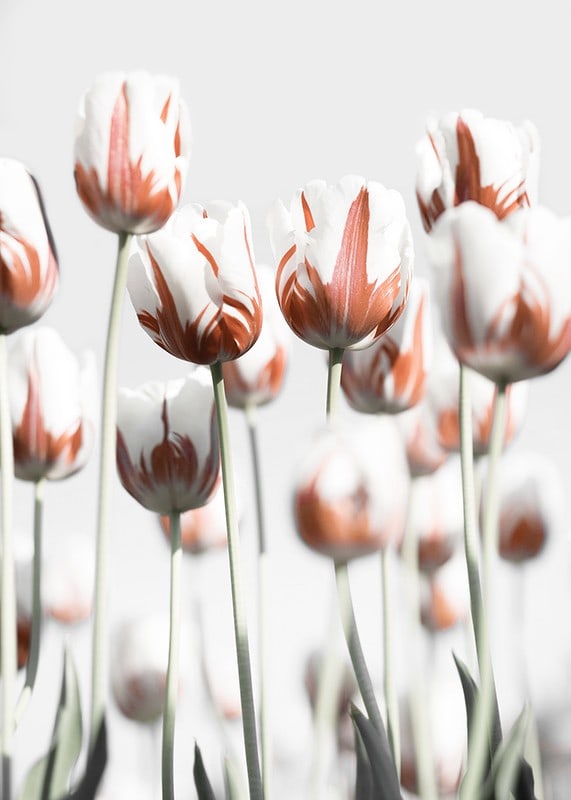 Fotografische weiße Tulpen mit roten Akzenten vor hellem Hintergrund-12