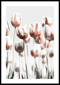 Fotografische weiße Tulpen mit roten Akzenten vor hellem Hintergrund-0
