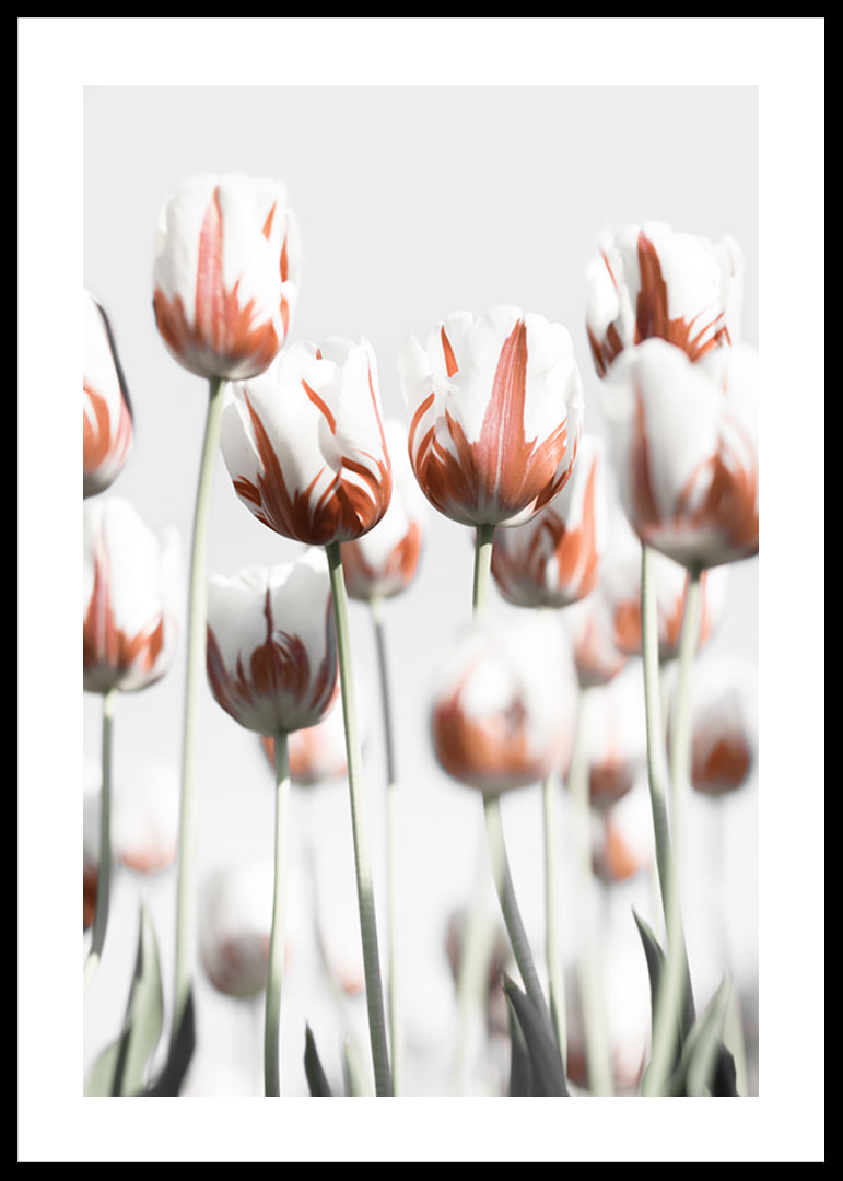 Fotografische weiße Tulpen mit roten Akzenten vor hellem Hintergrund-12