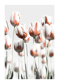 Fotografische weiße Tulpen mit roten Akzenten vor hellem Hintergrund-1