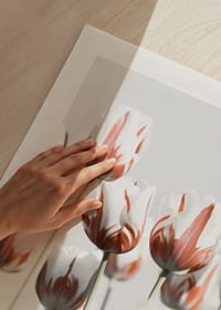 Fotografische weiße Tulpen mit roten Akzenten vor hellem Hintergrund-9