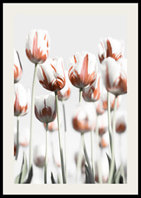 Fotografische weiße Tulpen mit roten Akzenten vor hellem Hintergrund-2