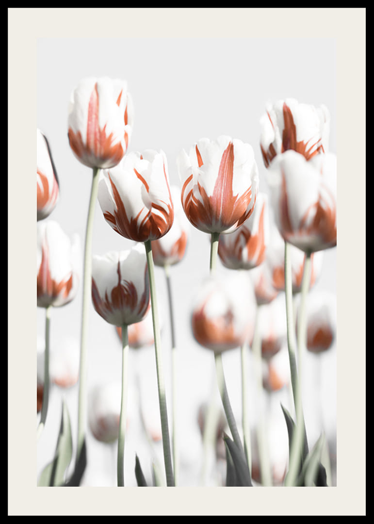 Photographic white tulips with red accents against a light background-12