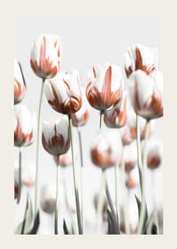 Photographic white tulips with red accents against a light background-3