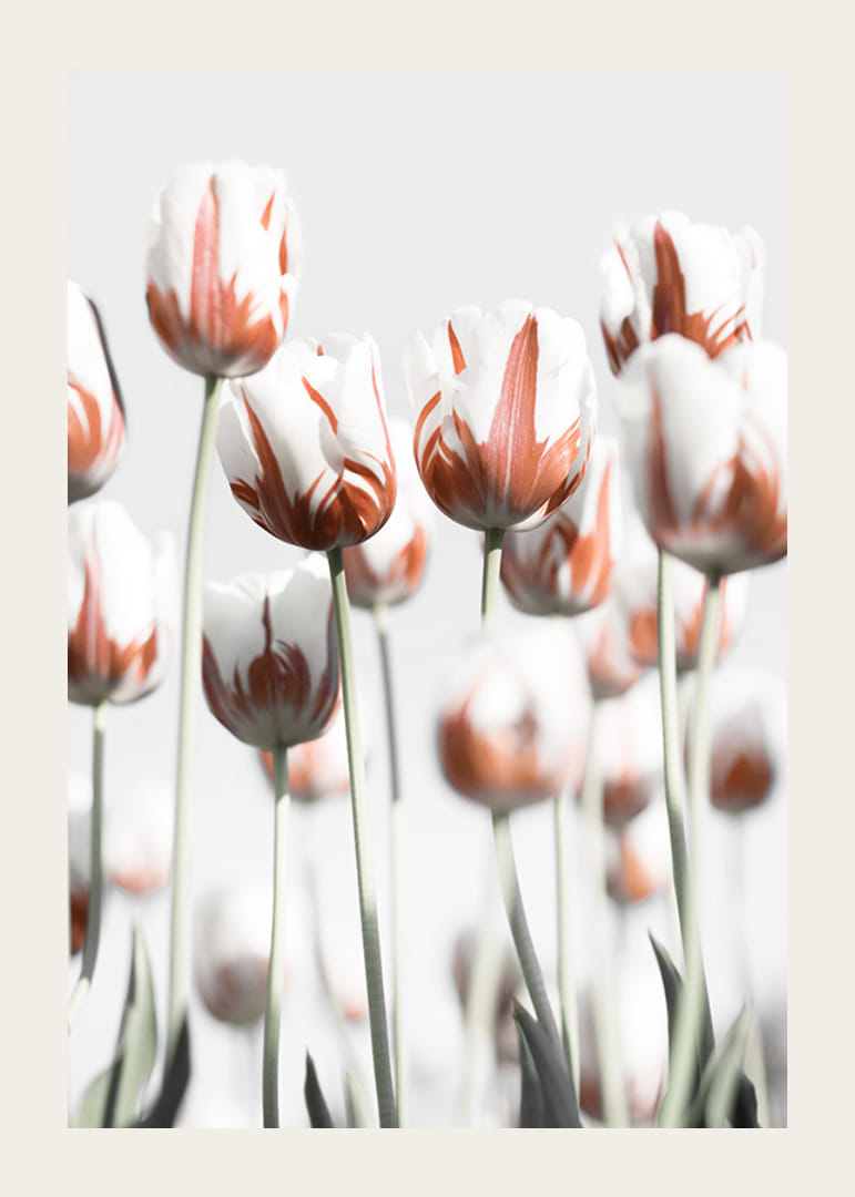 Photographic white tulips with red accents against a light background-12