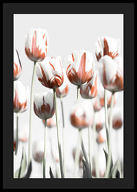 Fotografische weiße Tulpen mit roten Akzenten vor hellem Hintergrund-4