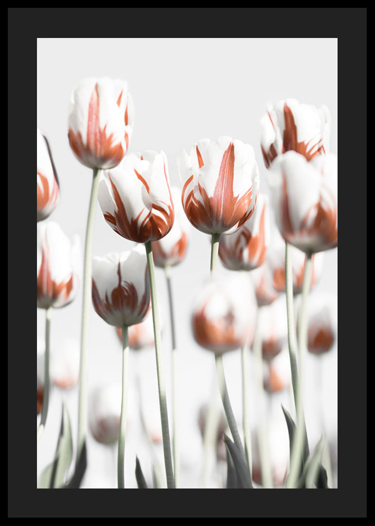 Photographic white tulips with red accents against a light background-12