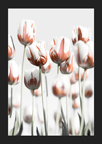 Fotografische weiße Tulpen mit roten Akzenten vor hellem Hintergrund-5