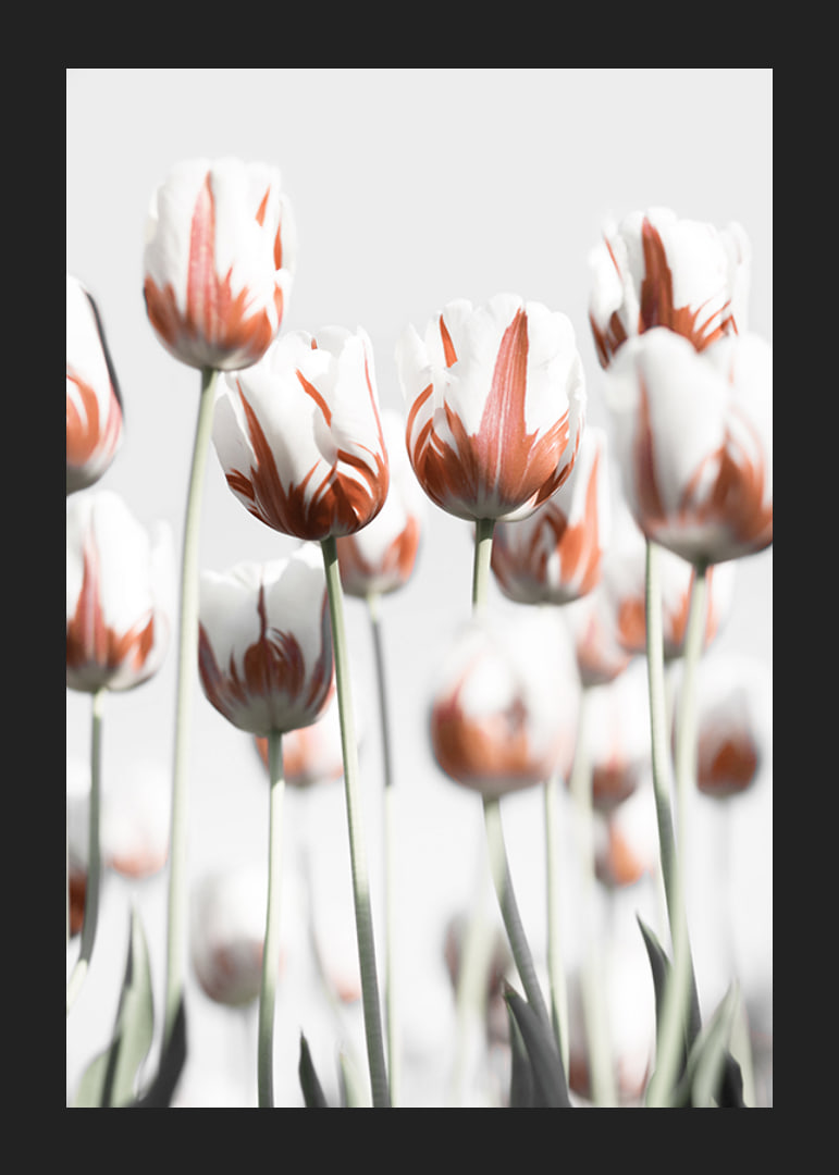 Fotografische weiße Tulpen mit roten Akzenten vor hellem Hintergrund-12
