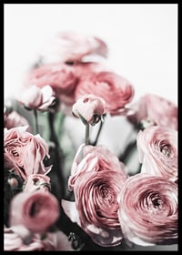 Close-up of pink ranunculus against light blurred background, photographic-6
