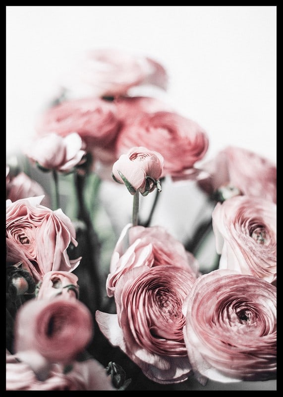 Close-up of pink ranunculus against light blurred background, photographic-12