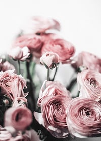 Close-up of pink ranunculus against light blurred background, photographic-7