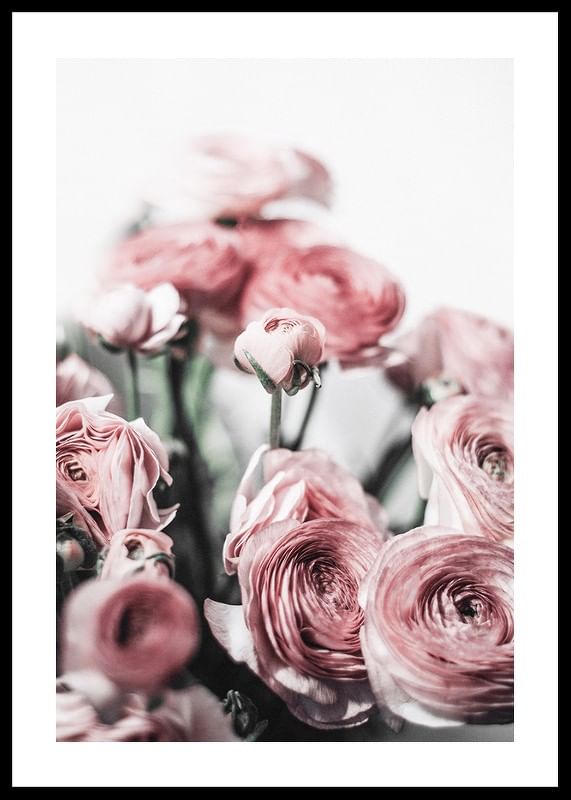 Pink Roses-12