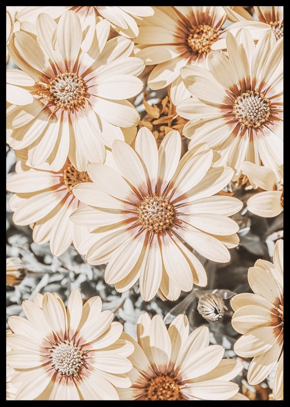 Close-up of pale yellow daisies with light brown center-12