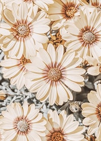 Close-up of pale yellow daisies with light brown center-7