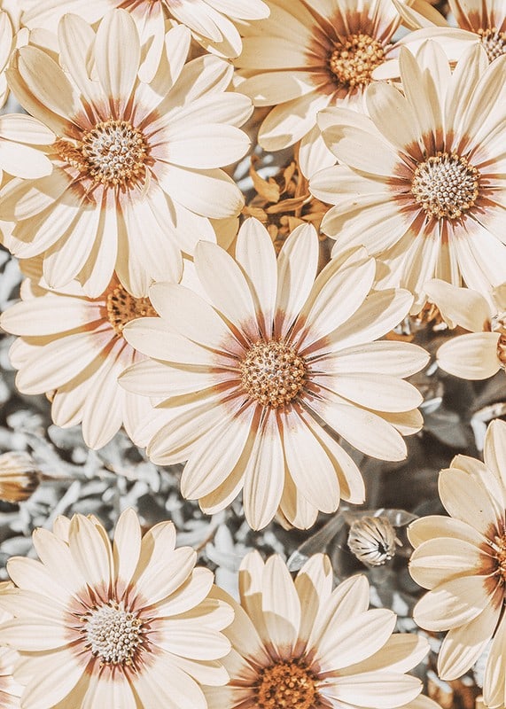 Close-up of pale yellow daisies with light brown center-12