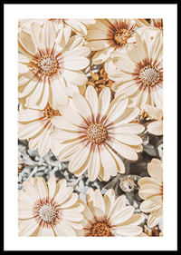 Close-up of pale yellow daisies with light brown center-0