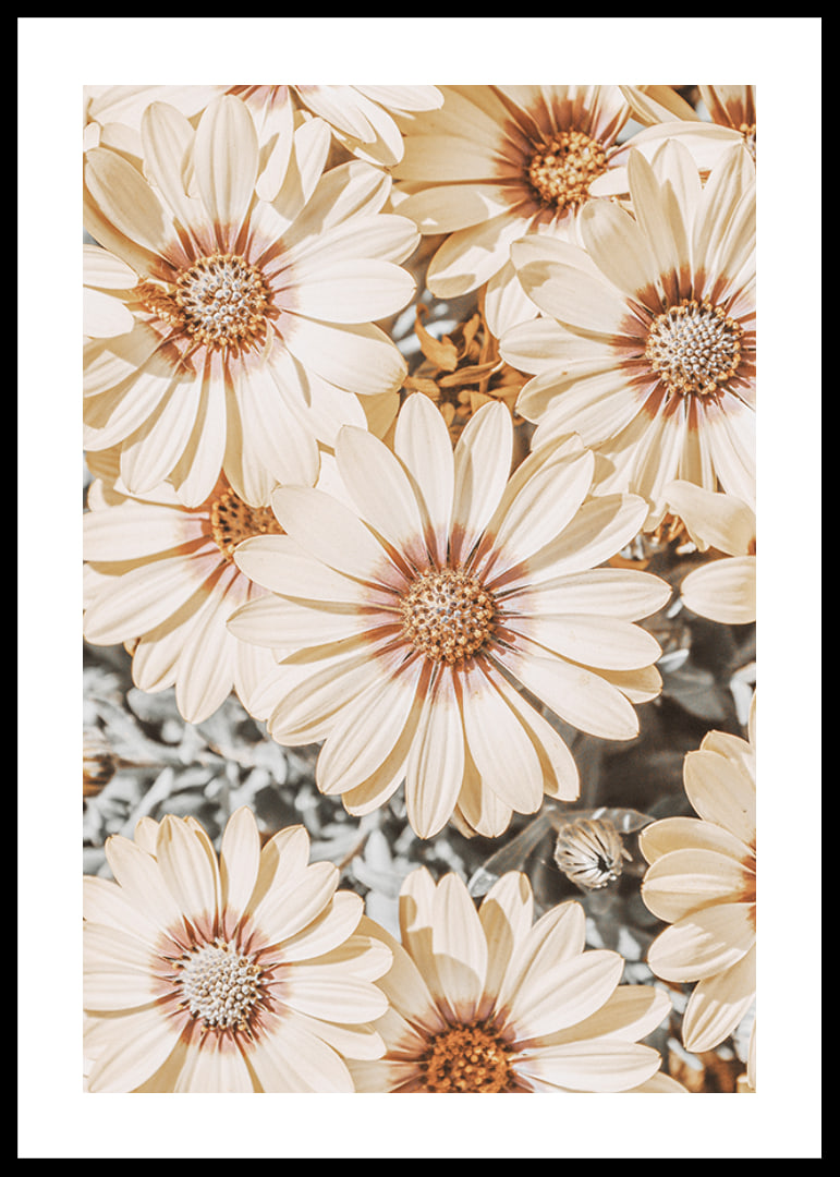Close-up of pale yellow daisies with light brown center-12
